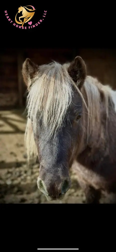 Nitty Gritty - Shetland Pony Animal Horse