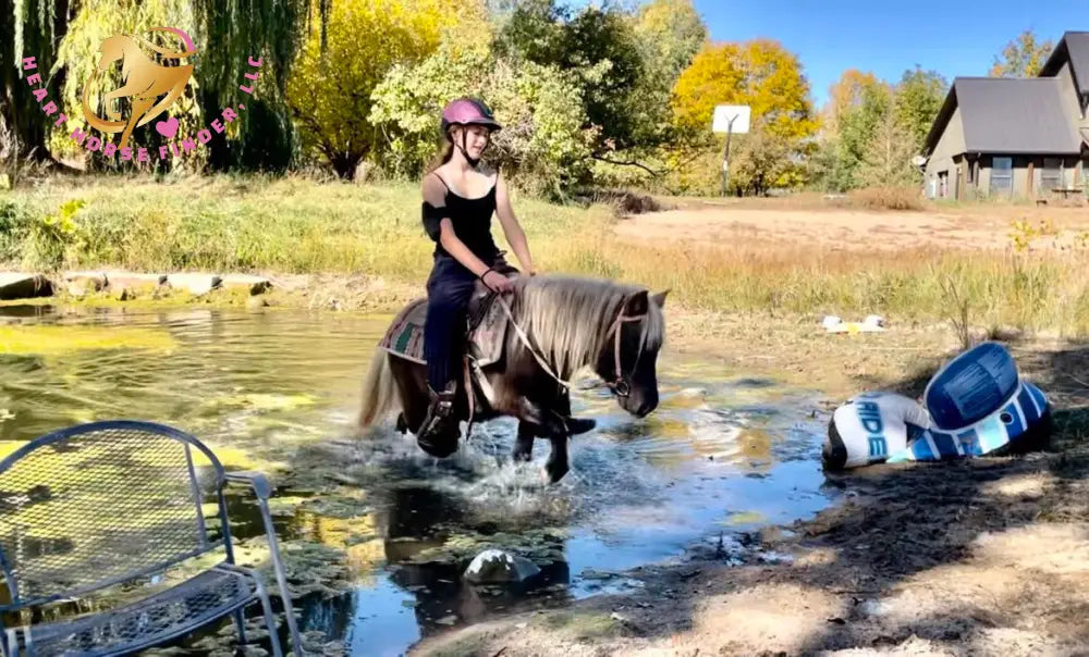 Nitty Gritty - Shetland Pony Animal Horse