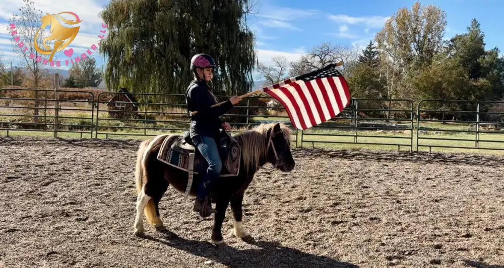 Nitty Gritty - Shetland Pony Animal Horse