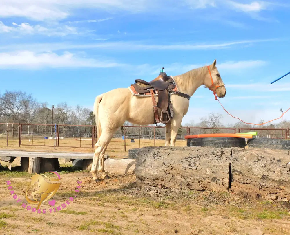 Solaris - Quarter Horse