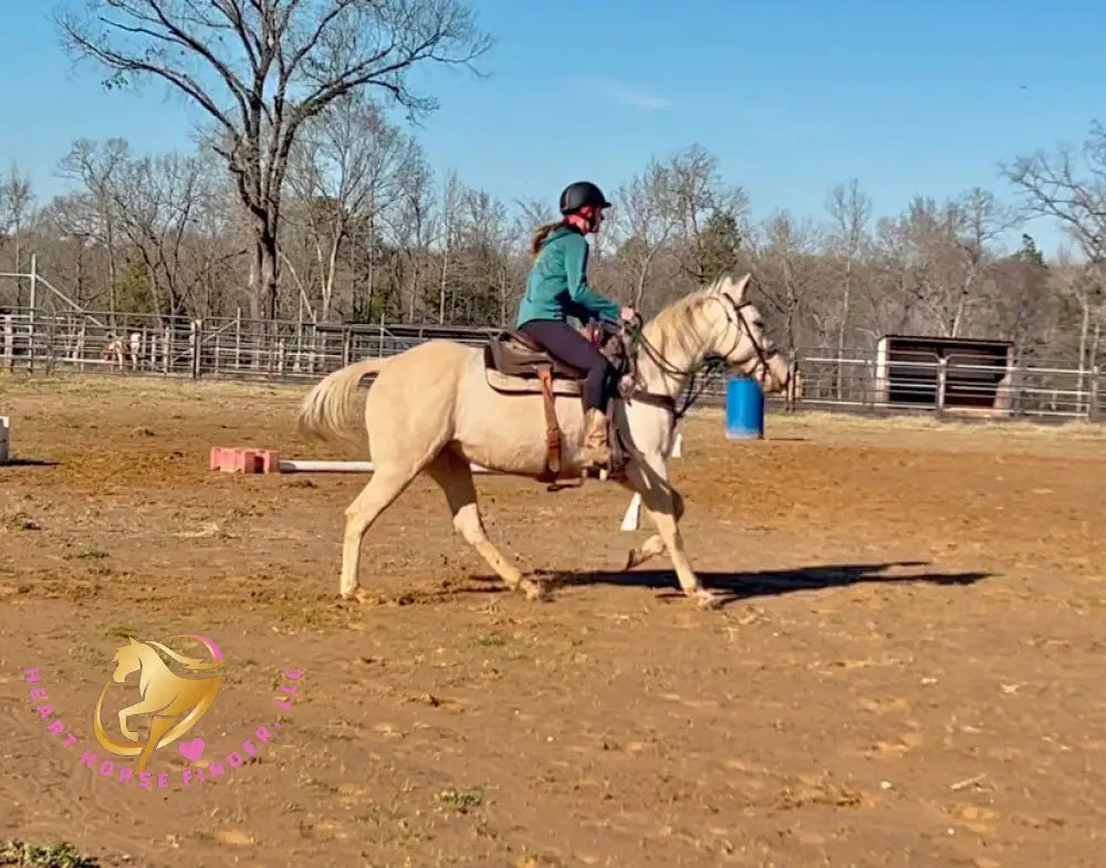 Solaris - Quarter Horse