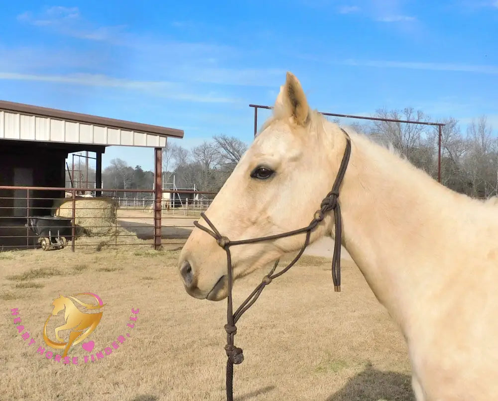 Solaris - Quarter Horse