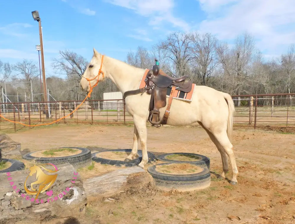 Solaris - Quarter Horse