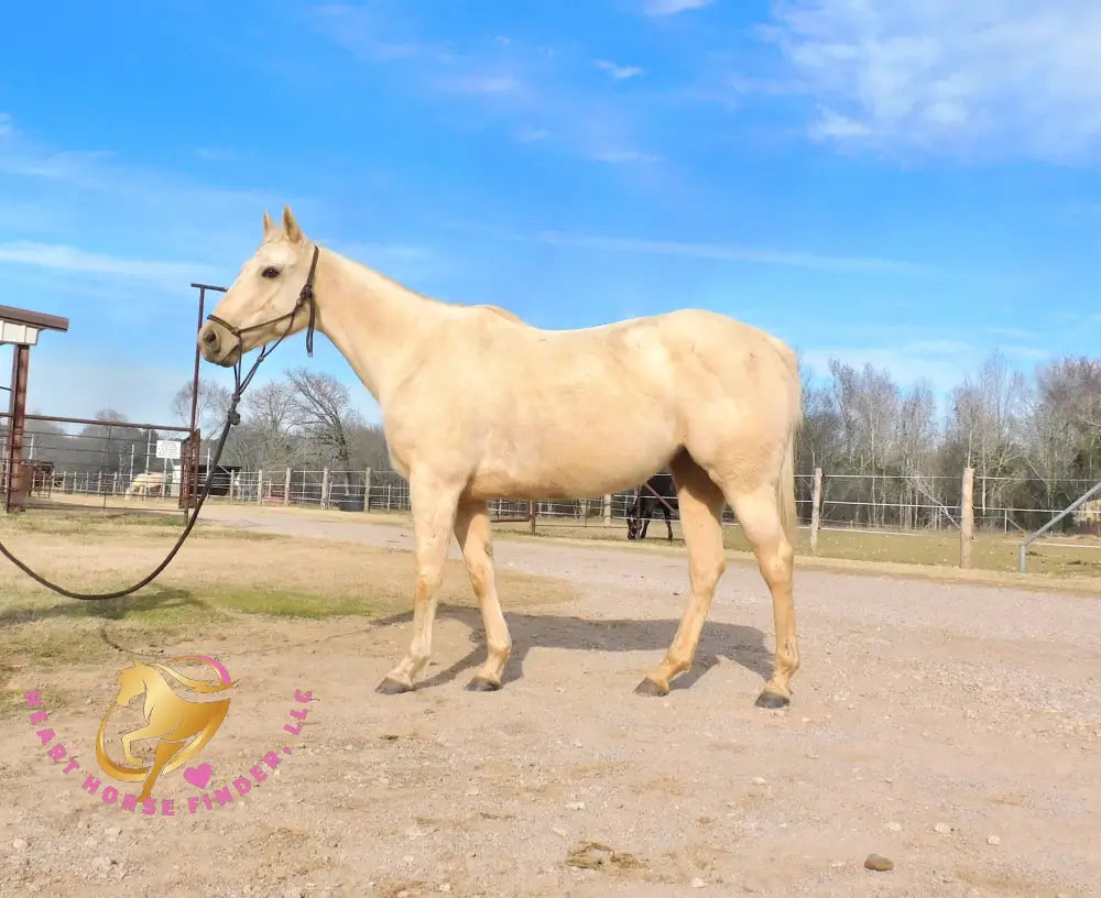 Solaris - Quarter Horse