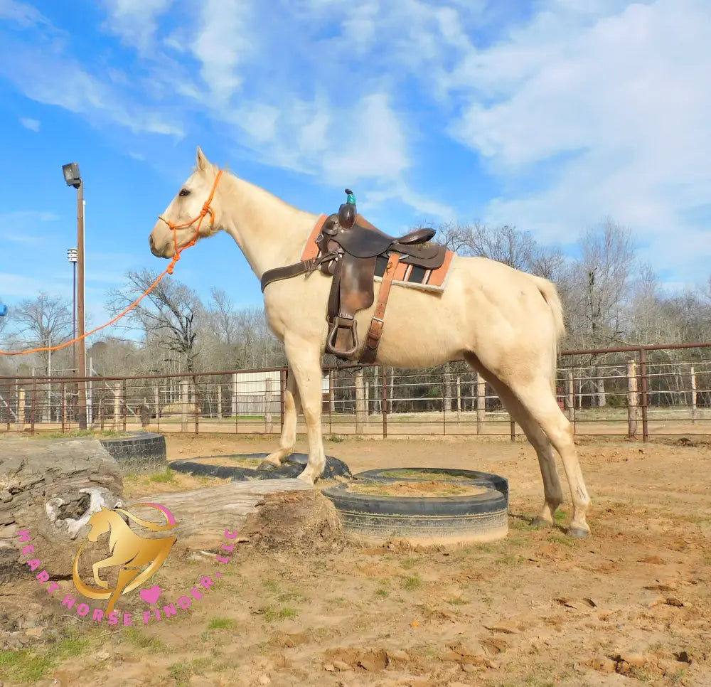 Solaris - Quarter Horse