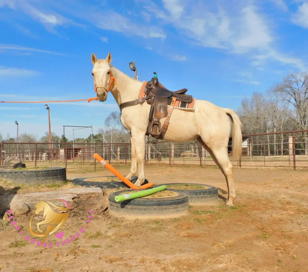 Solaris - Quarter Horse