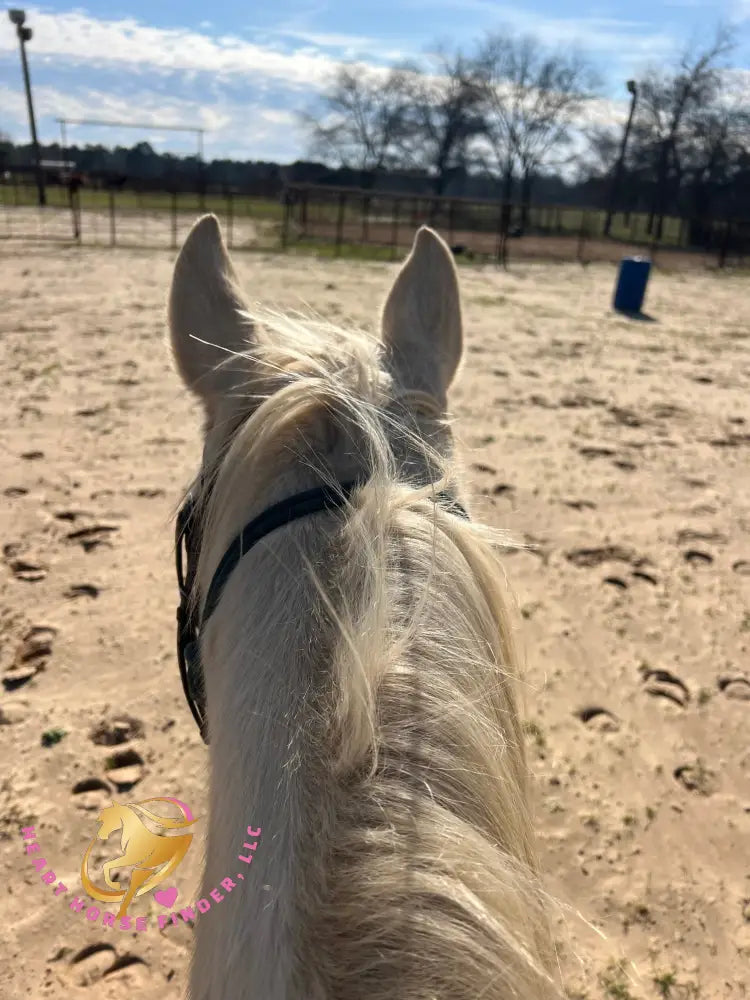 Solaris - Quarter Horse