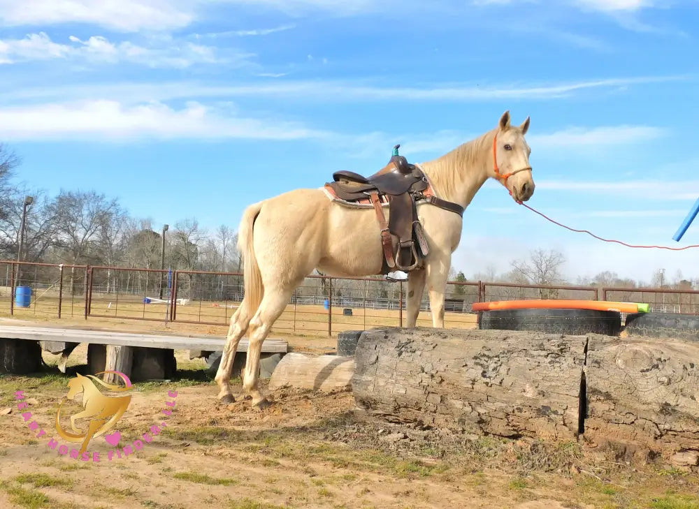 Solaris - Quarter Horse