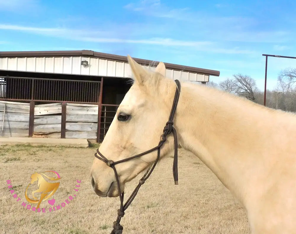 Solaris - Quarter Horse