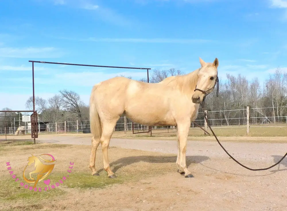 Solaris - Quarter Horse