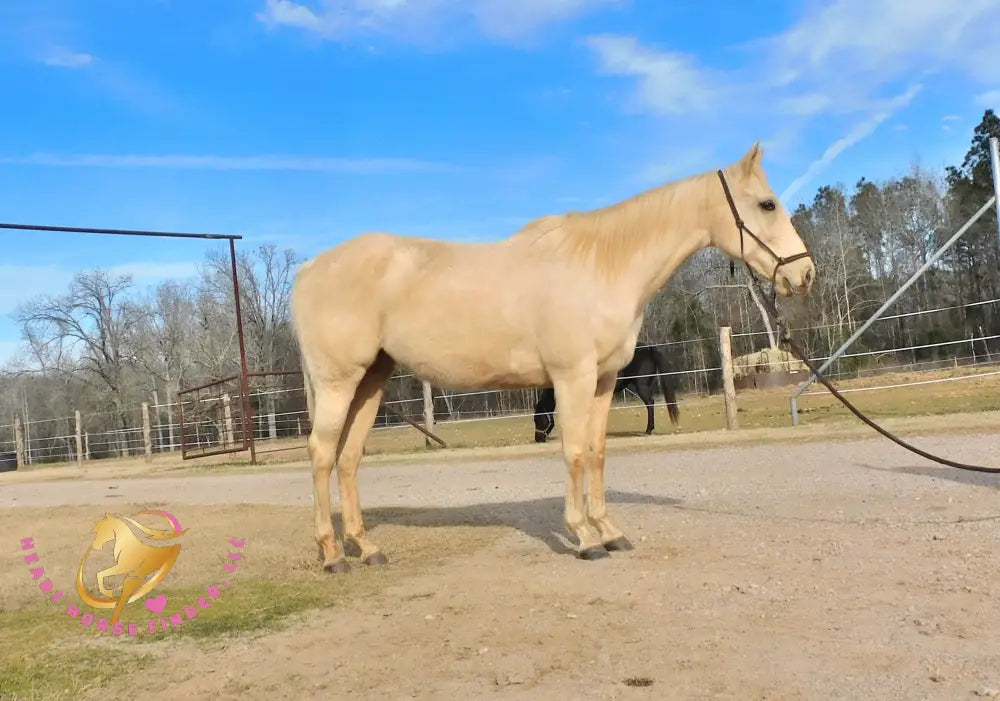 Solaris - Quarter Horse