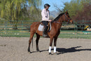 Bob - registered Arabian Gelding