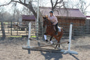Bob - registered Arabian Gelding
