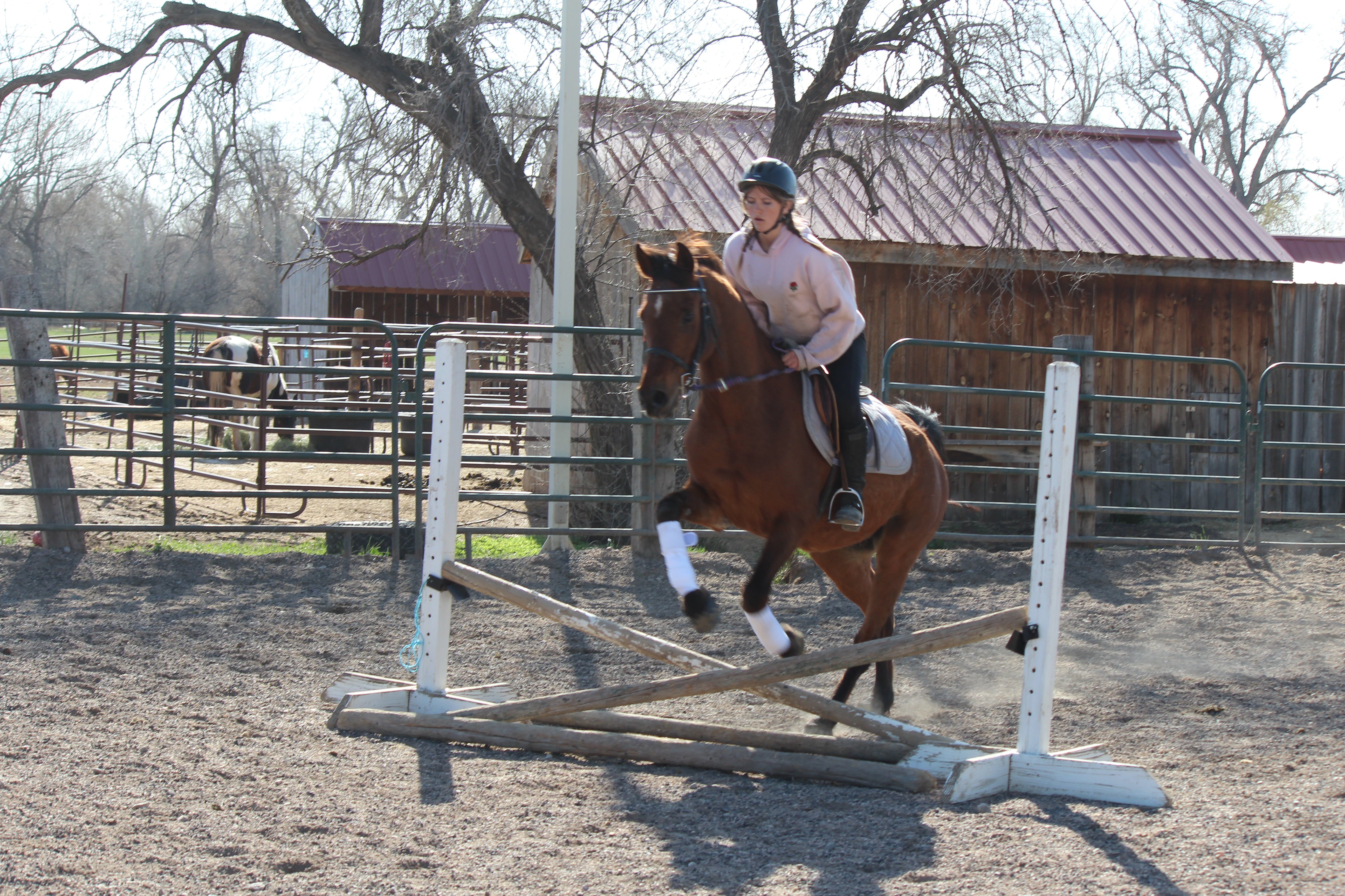 Bob - registered Arabian Gelding