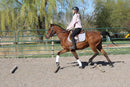 Bob - registered Arabian Gelding