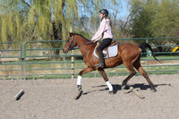 Bob - registered Arabian Gelding