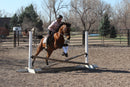 Bob - registered Arabian Gelding