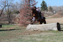 Bob - registered Arabian Gelding
