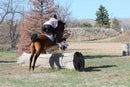 Bob - registered Arabian Gelding