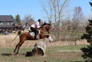 Bob - registered Arabian Gelding