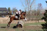 Bob - registered Arabian Gelding