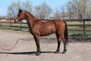 Bob - registered Arabian Gelding