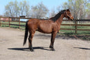 Bob - registered Arabian Gelding