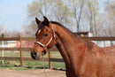 Bob - registered Arabian Gelding