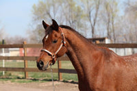 Bob - registered Arabian Gelding