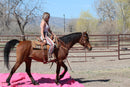 Bob - registered Arabian Gelding