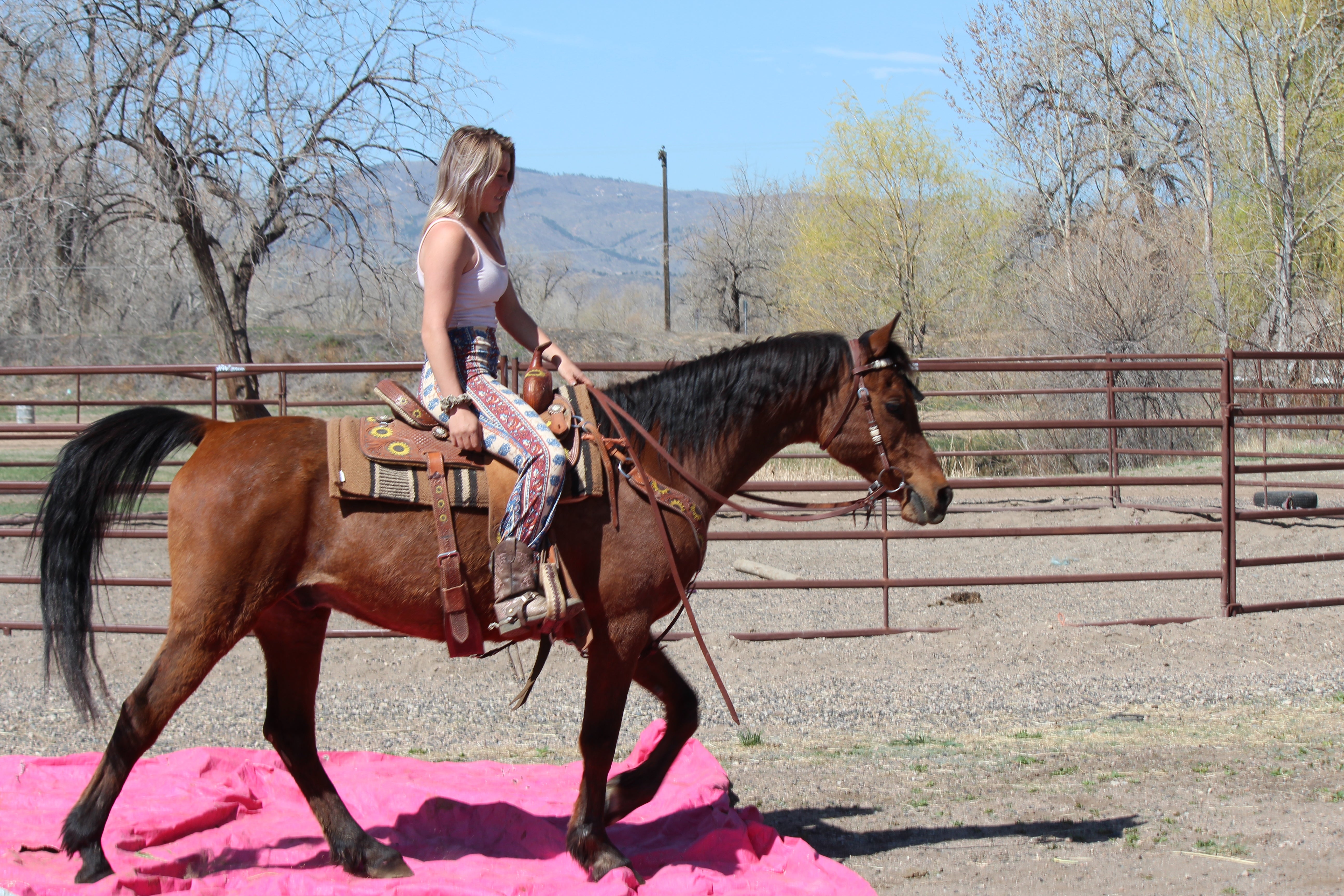 Bob - registered Arabian Gelding