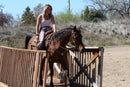Bob - registered Arabian Gelding