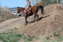 Bob - registered Arabian Gelding