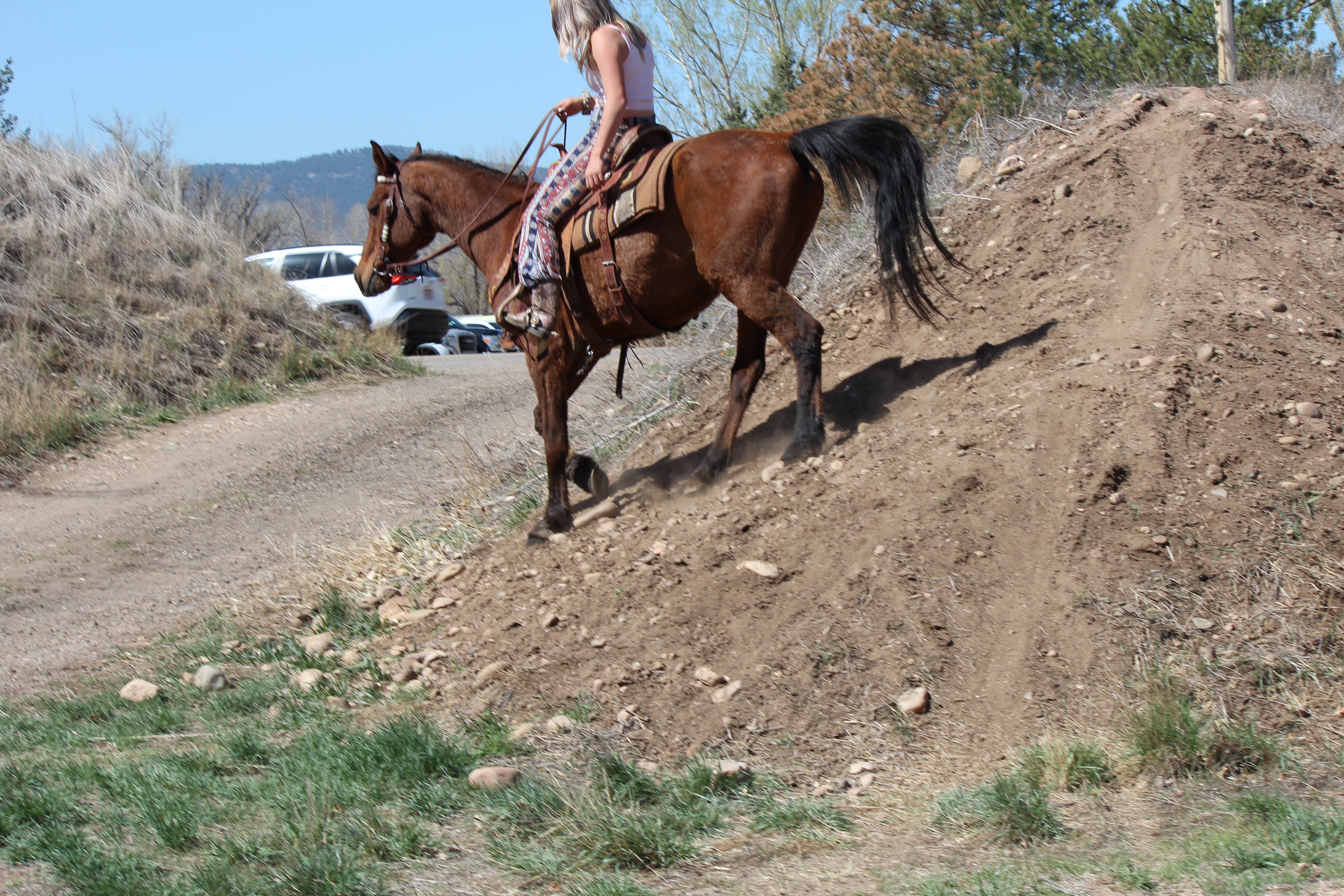Bob - registered Arabian Gelding