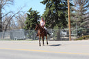 Bob - registered Arabian Gelding