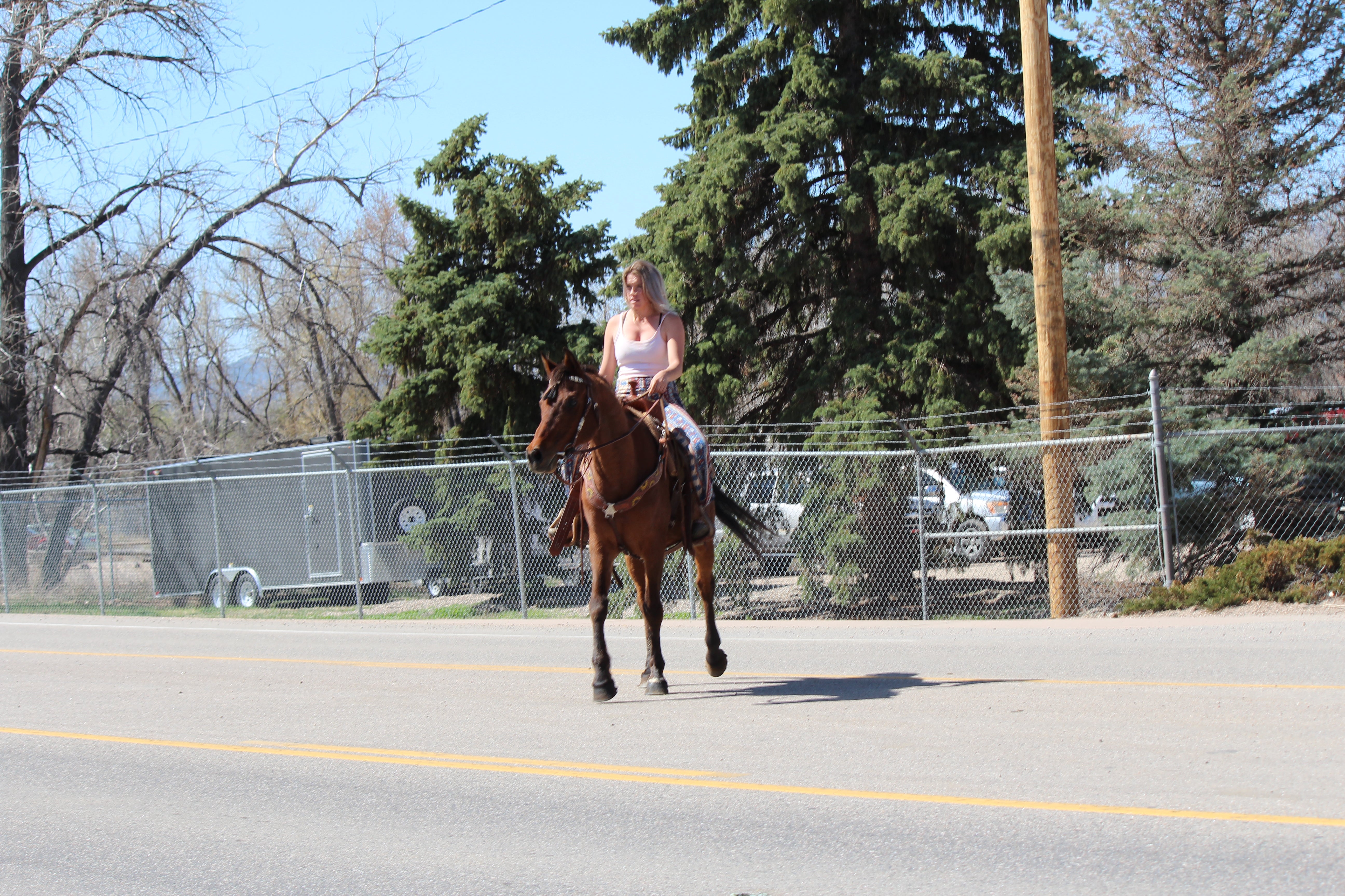 Bob - registered Arabian Gelding