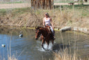 Bob - registered Arabian Gelding