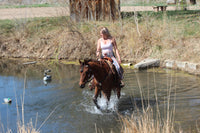 Bob - registered Arabian Gelding