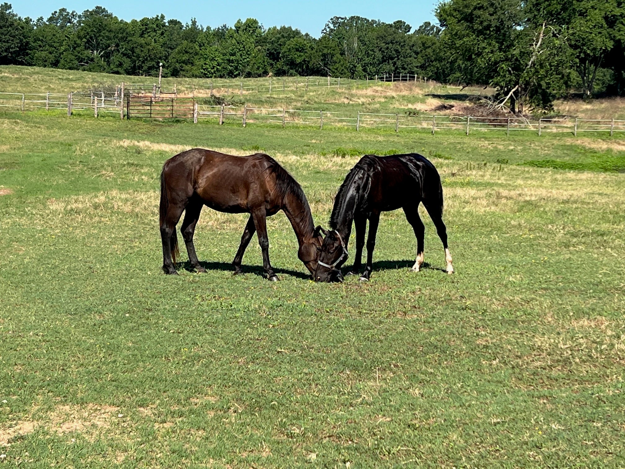 Heart Horse Auctions