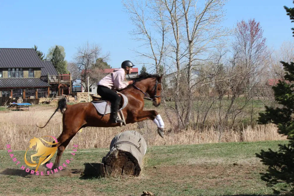 Bob - registered Arabian Gelding Bay Horse