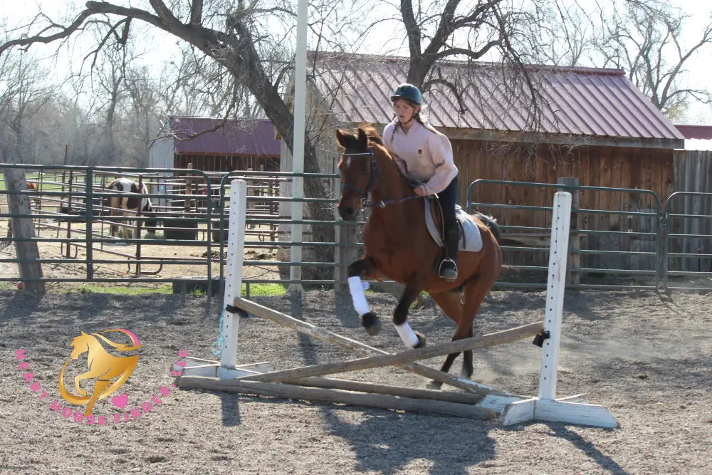 Bob - registered Arabian Gelding Bay Horse
