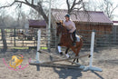 Bob - registered Arabian Gelding Bay Horse