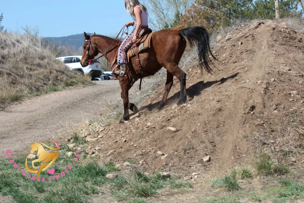 Bob - registered Arabian Gelding Bay Horse