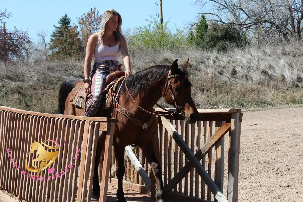 Bob - registered Arabian Gelding Bay Horse