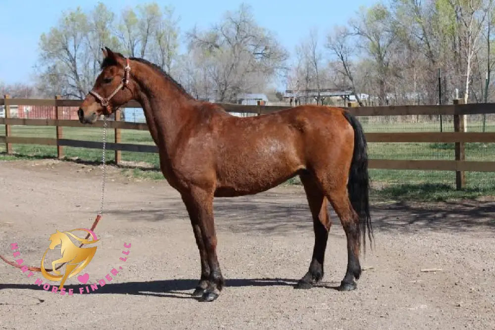 Bob - registered Arabian Gelding Bay Horse