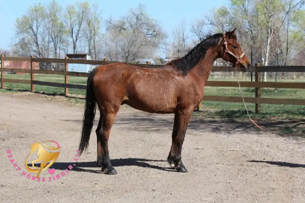 Bob - registered Arabian Gelding Bay Horse