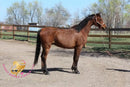 Bob - registered Arabian Gelding Bay Horse