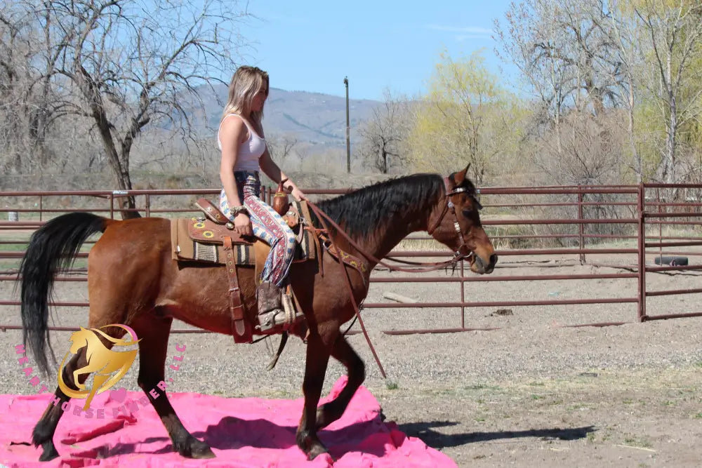 Bob - registered Arabian Gelding Bay Horse