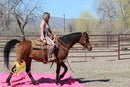 Bob - registered Arabian Gelding Bay Horse