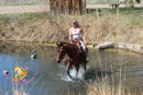 Bob - registered Arabian Gelding Bay Horse